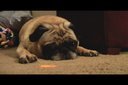 Pug vs Laser