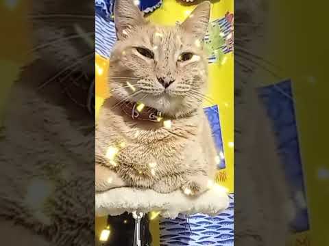 Feliz Cumpleaños 🎂 #reels #cat #gatos #viralvideo #pets #felizcumpleañosati #max #shorts #love