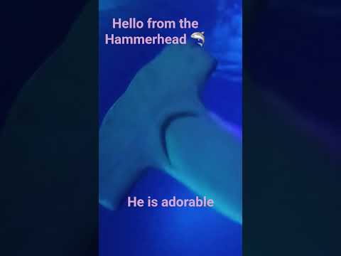 Hehehehehe #shark #hammerheadshark #adorable #cute #littleshark #silly