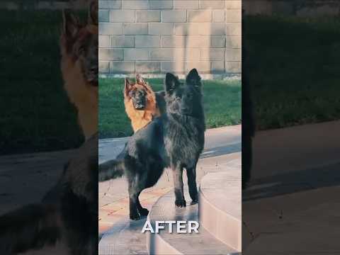 Before and after#shorts #shortsfeed #shortvideo #youtubeshorts #ytshorts #trending #rottweiler