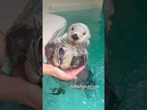 《鳥羽水族館》ラッコのキラちゃんの貝カスタネット🎶 #鳥羽水族館 #ラッコ #ラッコのキラちゃん #tobaaquarium #seaotter #aquarium