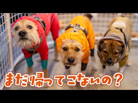 パパが帰ってこなくなって3日、ポテは玄関で待っています