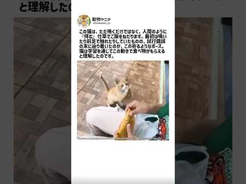 猫が餌を欲しがるときの最後の手段について解説 サムネイル