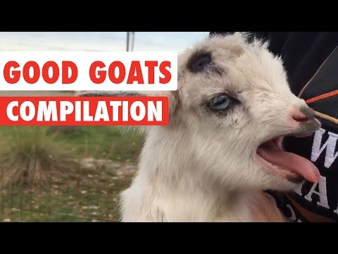 Good Goats Video Compilation 2016 - UCPIvT-zcQl2H0vabdXJGcpg