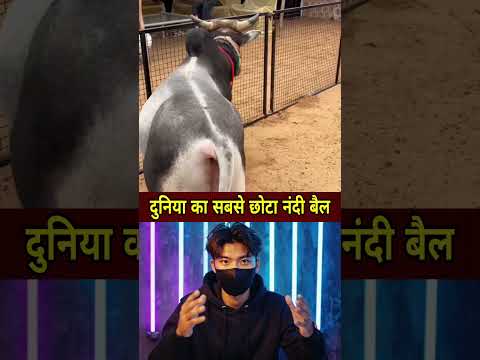 दुनिया का सबसे छोटा नंदी बैल #shorts #ytshorts #news #latestnews