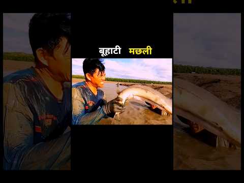 बूहाटी मछली 😱 #aivideo #fishing #fascinatinginformation #amazingfacts #youtubeshorts