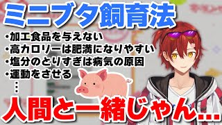 【ホロスターズ】ミニブタ飼育法を見てとあることに気づいてしまったみやびくん【花咲みやび/切り抜き】