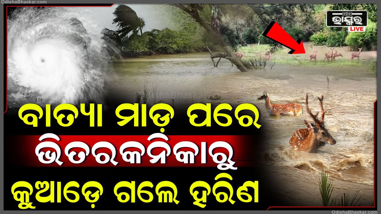 ବାତ୍ୟା 'ଦାନା'ମାଡ଼ ପରେ ଭିତରକନିକାରୁ କୁଆଡ଼େ ଗଲେ ହରିଣ?ଏନେଇ ଏବେ ସମସ୍ତେଚିନ୍ତାରେ Cyclone Dana in Bhitarkanika
