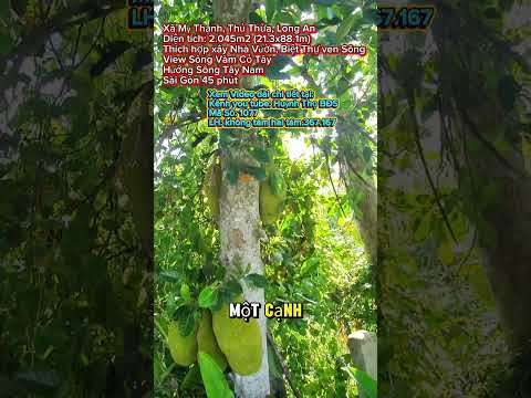 MAP ĐẤT VIỆT - mapdatviet.com Nhà vườn Tây Ninh | Nhà Đất Tây Ninh | Đất Vườn View Sông Vàm Cỏ Tây trồng cây ăn trái