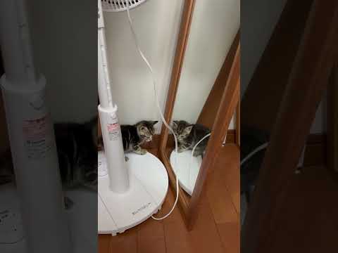 猫の動画サムネイル - 鏡の中の敵と思いきや・・・