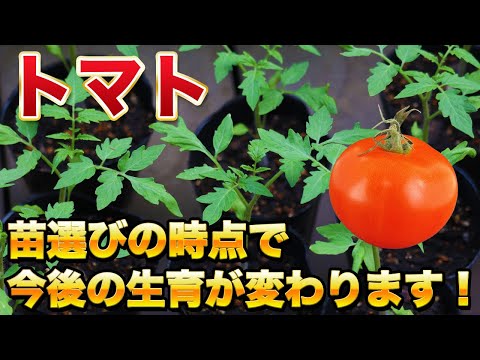 【トマト栽培】失敗しない苗の選び方！注目すべき３つのポイント！（トマト・ミニトマト）