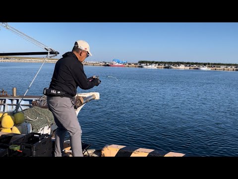 【宮城県】今！塩釜・閖上は色んな魚が90パーセント釣れますよーー！！【爆釣】