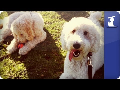 Doglopedia - Goldendoodle - UCPIvT-zcQl2H0vabdXJGcpg