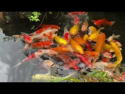 Koi Fish:Symbol of Luck and Prosperity in Indian Culture.Koi Fish as a Symbol of Luck and Prosperity