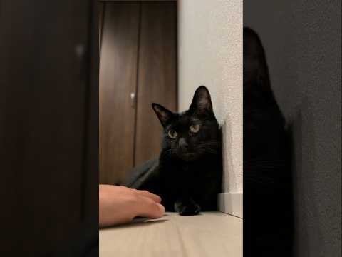 機嫌が悪い時の黒猫🐱 - When my cat isn't in a good mood - #shorts #cat