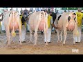 Itaipu Rural Show apresentou um espetáculo tecnológico para pecuária leiteira