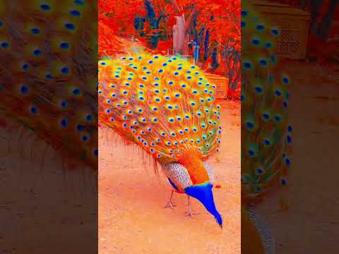 Vibrant Peacock Spreads Its Beautiful Feathers #peacock #wildlife #nature #birds#majestic #beautiful