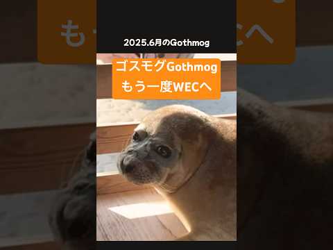 ゴスモグGothmog   #アザラシ