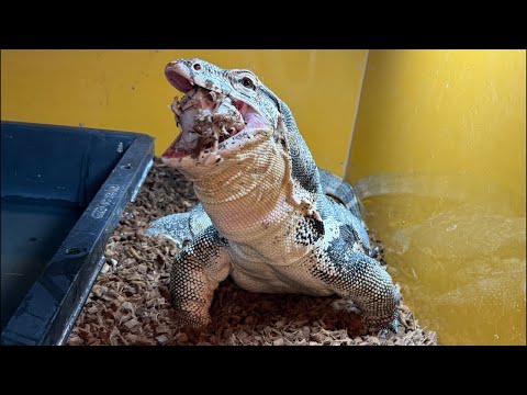 第1回アニマルシェありがとうございました!【オオトカゲ餌あげライブ配信】