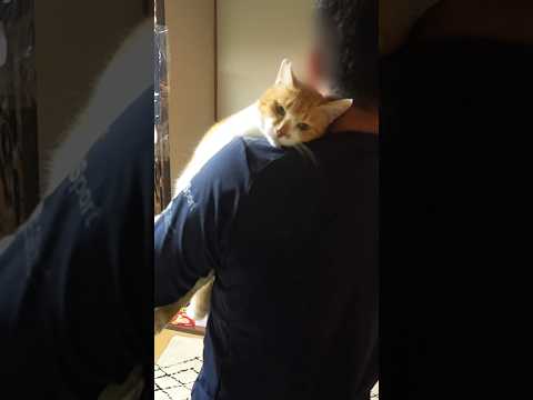 父さん死ぬほど会いたかった! #元野良猫チャチャ #猫武将 #ネコ #ねこ #猫 #cat #ゆるめにたのむ