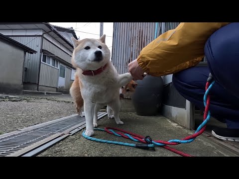 朝の散歩が終わるとピットインして車両点検が行われます。