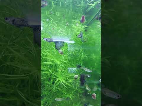 blue dragons #aquarium #fishtank #fishkeeping #fre 
