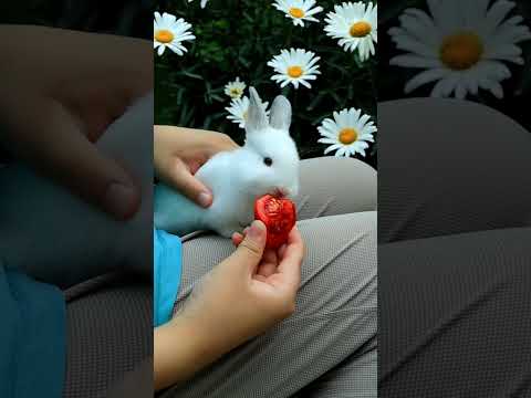 chipi chapa little rabbit 🐇