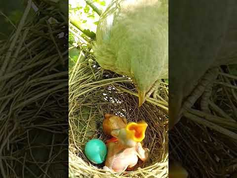 There is a cuckoo baby in the wild babbler bird’s nest (p 2) #shorts