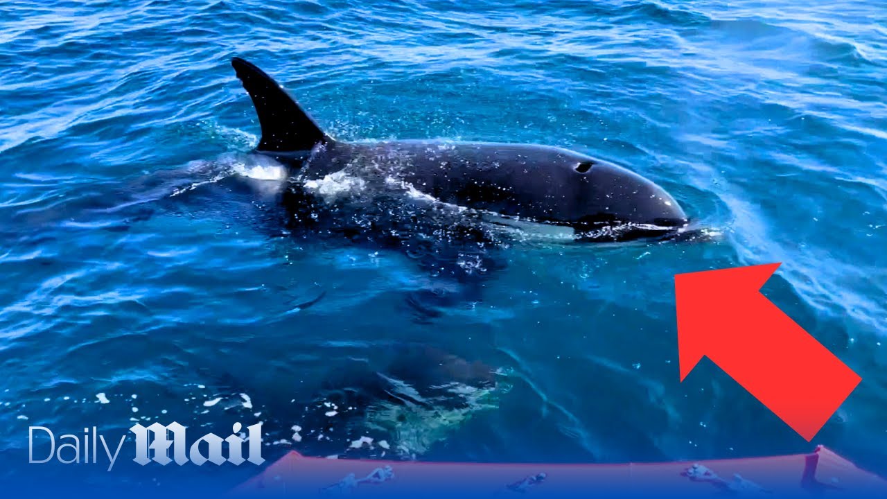 Moment killer whale attacks sailboat off coast of Spain