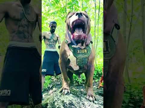 indian NO.1 dog 💪😱 full power dog #pitbull #my #shortvideo #lifeisbutadream