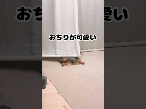 ただ愛犬の🍑が可愛い動画#犬#犬のいる暮らし #オーストラリアンシェパード #中型犬#かわいい#癒し#australianshepherd #aussie #dog
