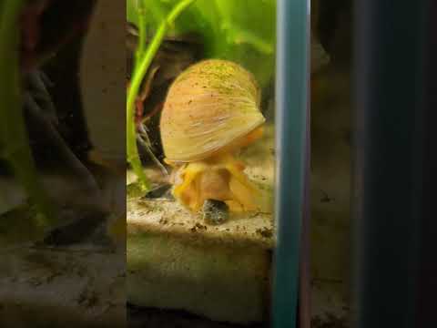 #pets #petshorts #shorts #shortsvideo #youtubechannel #youtubeshorts #fishtank #snails #neocaridina