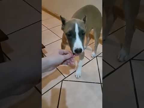 #Амстафф#Рокки#никакой пищевой агрессии, спокойно может отдать вкусняшку#Стафф|4 месяца