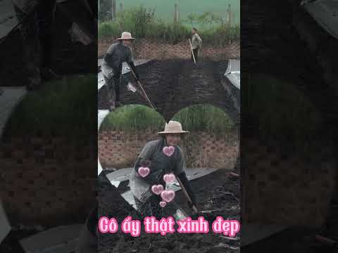 Công việc đồng áng quê tôi, trải nhựa | farm work in my hometown, laying plastic