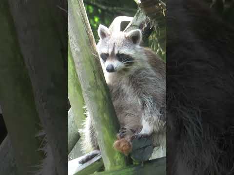 Diergaarde Blijdorp Rotterdam (16.05.2024) #zoo #tiere #animals #terrarium