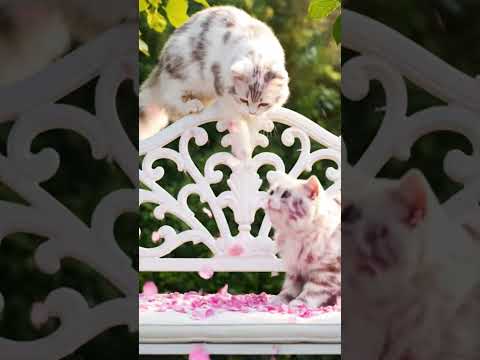 Pink cats 🐈 😻 #shorts #ai #cats