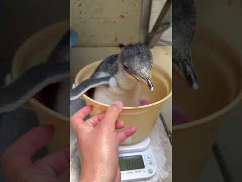 猫の動画サムネイル - 6/2ふ化🐣ジェンツーペンギン生後17日目