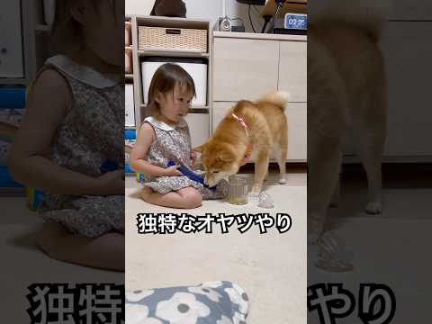 普段は普通に上げてるのに急に変な上げ方してた笑　#柴犬 #dog #shorts#shibainu