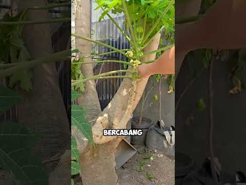 Pernah lihat pohon pepaya kaya gini nggak?