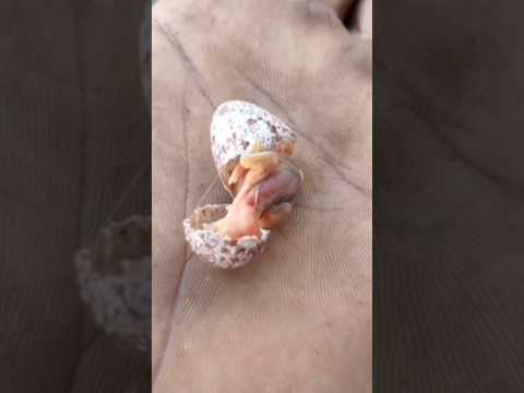 this is how baby birds hatch