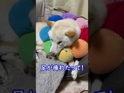 甘えたい気持ち全開！柴犬のひたむきなおねだり😁#shorts