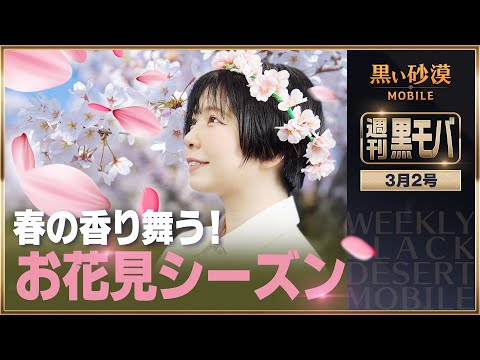 サクラ満開、春来たる🌸 黒モバの花見は、パズルと共に！【黒い砂漠モバイル】【週刊黒モバ】