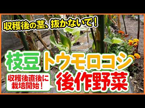 【トウモロコシ・枝豆栽培】収穫後に差がつく!作業のコツと後作野菜【シェア畑】【農園ライフ】