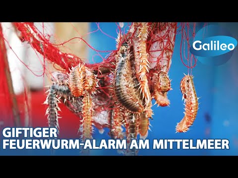 Giftige Feuerwürmer breiten sich im Mittelmeer aus: Wie gefährlich ist er?