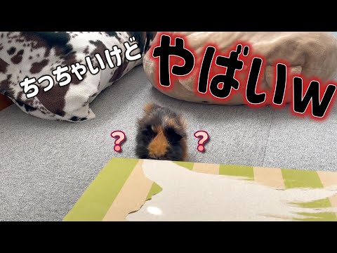 【飼育歴５年半】モルモット飼ってて一番大変なことがこちらです【日々徘徊】It is difficult to buy vegetables that guinea pigs like.