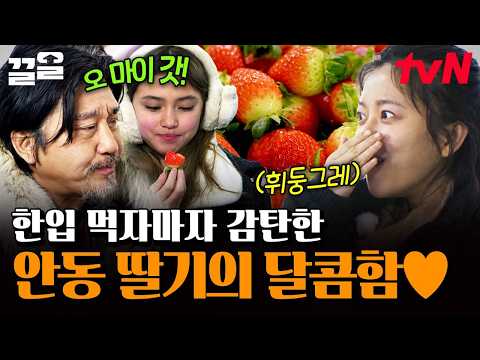 역대급 당도의 안동 딸기 <strong>맛보고</strong> 찐 반응 나온 컨츄리 자매 ㅋㅋ🍓💗 | 에드워드리의컨츄리쿡