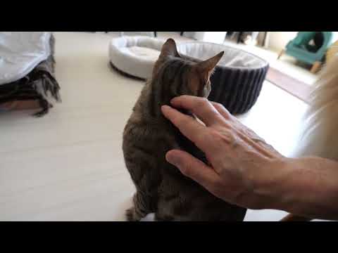オモチも来た！ササミとクッキーのいる猫カフェ リプミィ