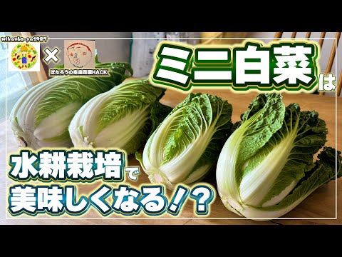 【ぽたろうコラボ】白菜勝負！水耕栽培とプランター栽培でミニ白菜を育て比べてみました！