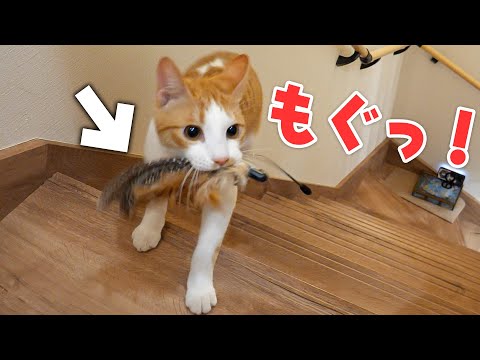 猫の動画サムネイル - 口いっぱいにおもちゃを頬張って飼い主に届けにきてくれる子猫が可愛すぎましたwwww
