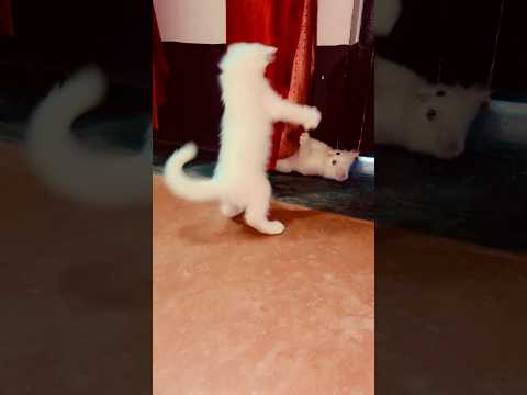 Cat trending videos #cat #funnycat #shortsfeed #youtubeshorts #trending #shortvideo #billi #catlove